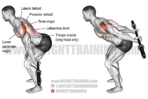 Bent-over barbell reverse raise exercise instructions and video