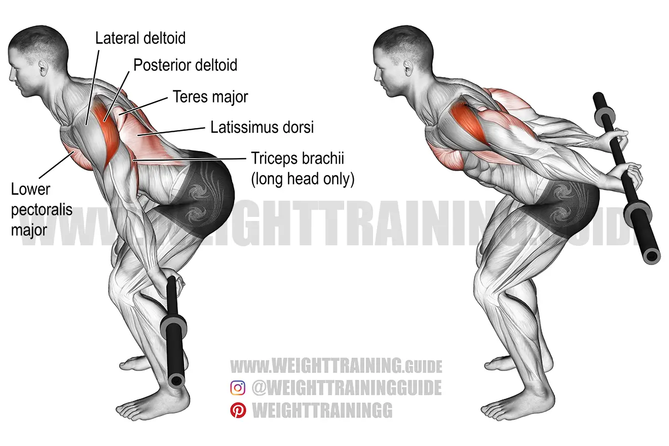 Bent-over barbell reverse raise exercise