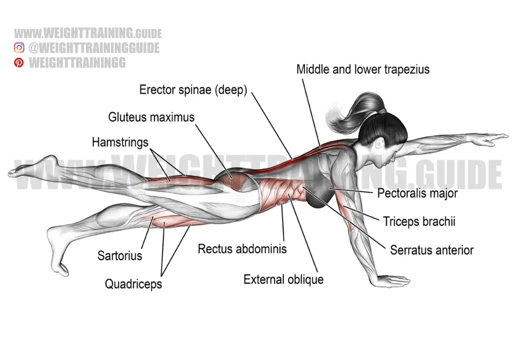 High bird dog plank exercise