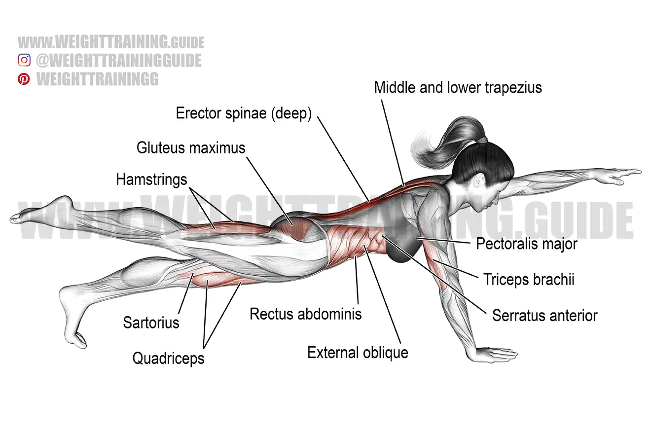 what muscles does the bird dog work