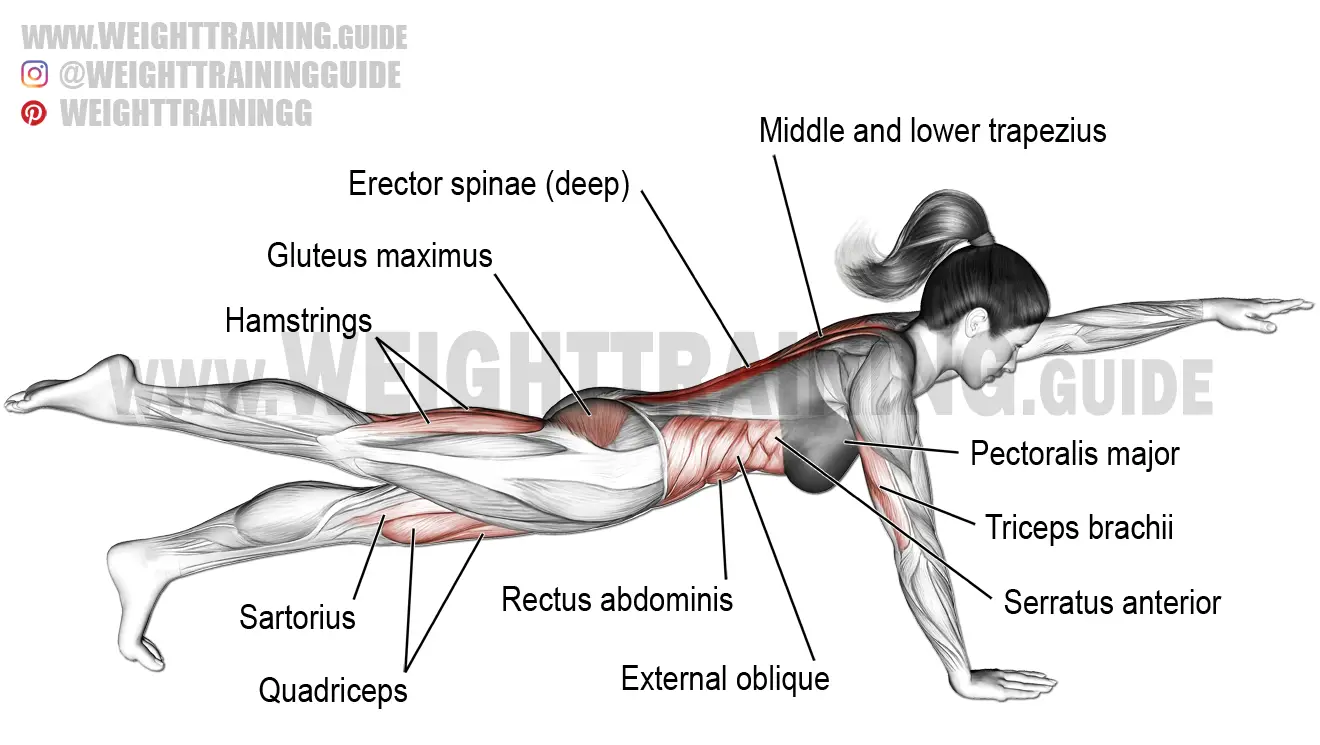 High bird dog plank exercise instructions and video ...
