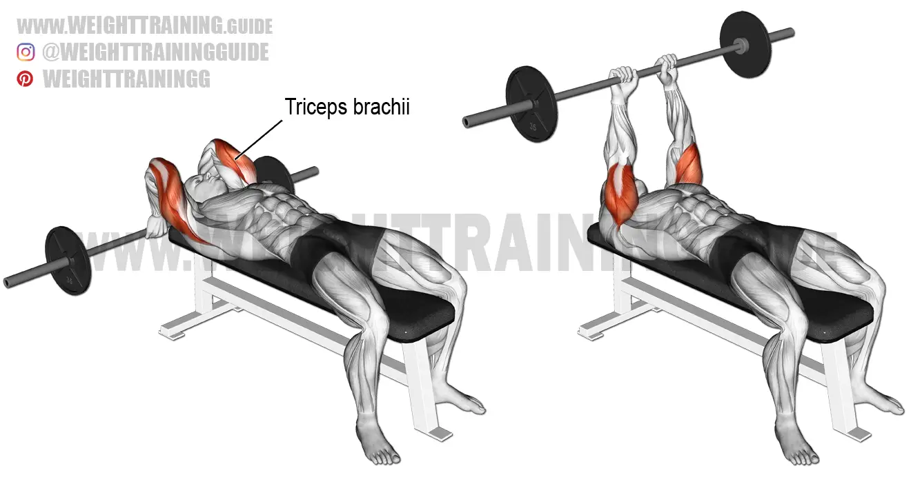 Lying barbell triceps extension exercise instructions and video