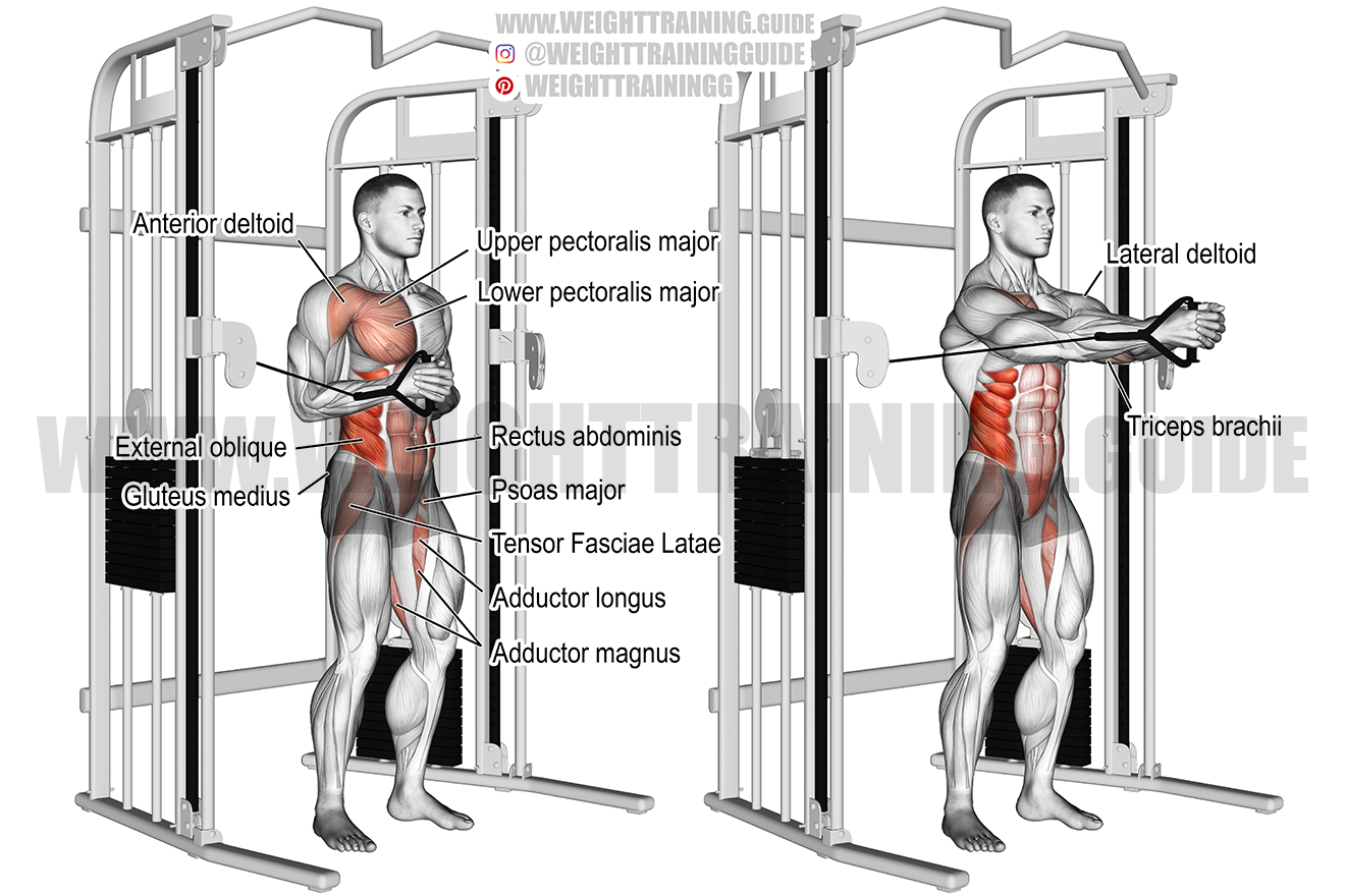 Cable Horizontal Pallof Press Exercise Instructions And Video