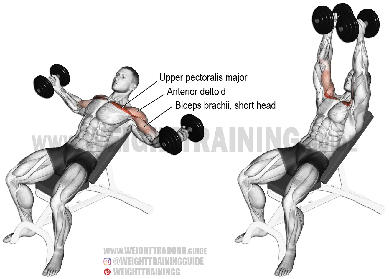 Incline Dumbbell Fly Exercise Instructions And Video Weight