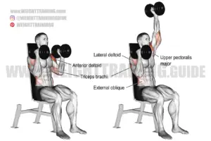 Seated elbows-in alternating dumbbell overhead press exercise instruction