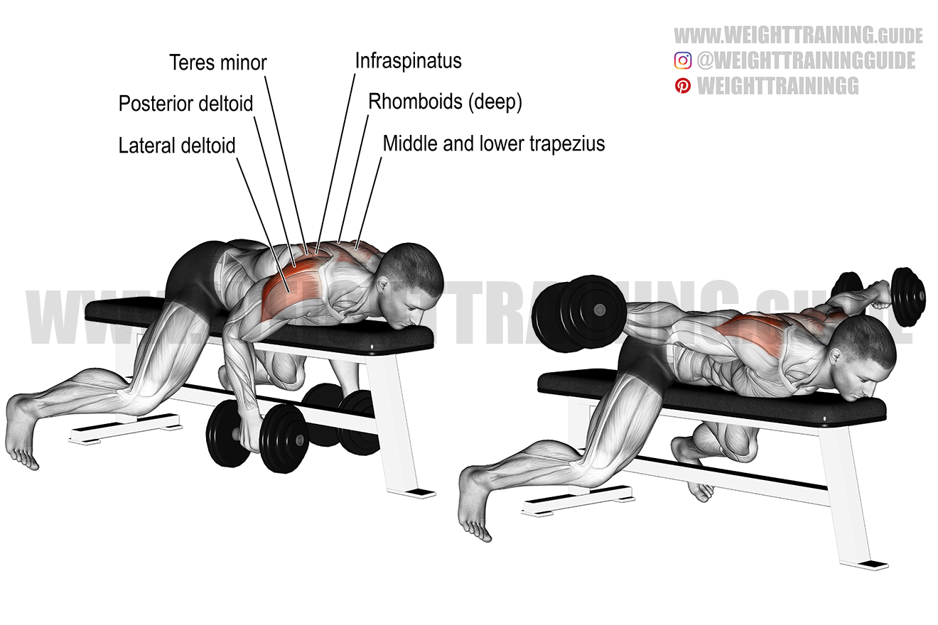 Lying Reverse Dumbbell Fly Exercise Instructions And Video Lying Reverse Dumbbell Fly Exercise Instructions And Video