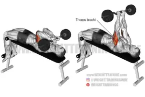 Decline EZ bar skull crusher instructions and video | Weight Training Guide