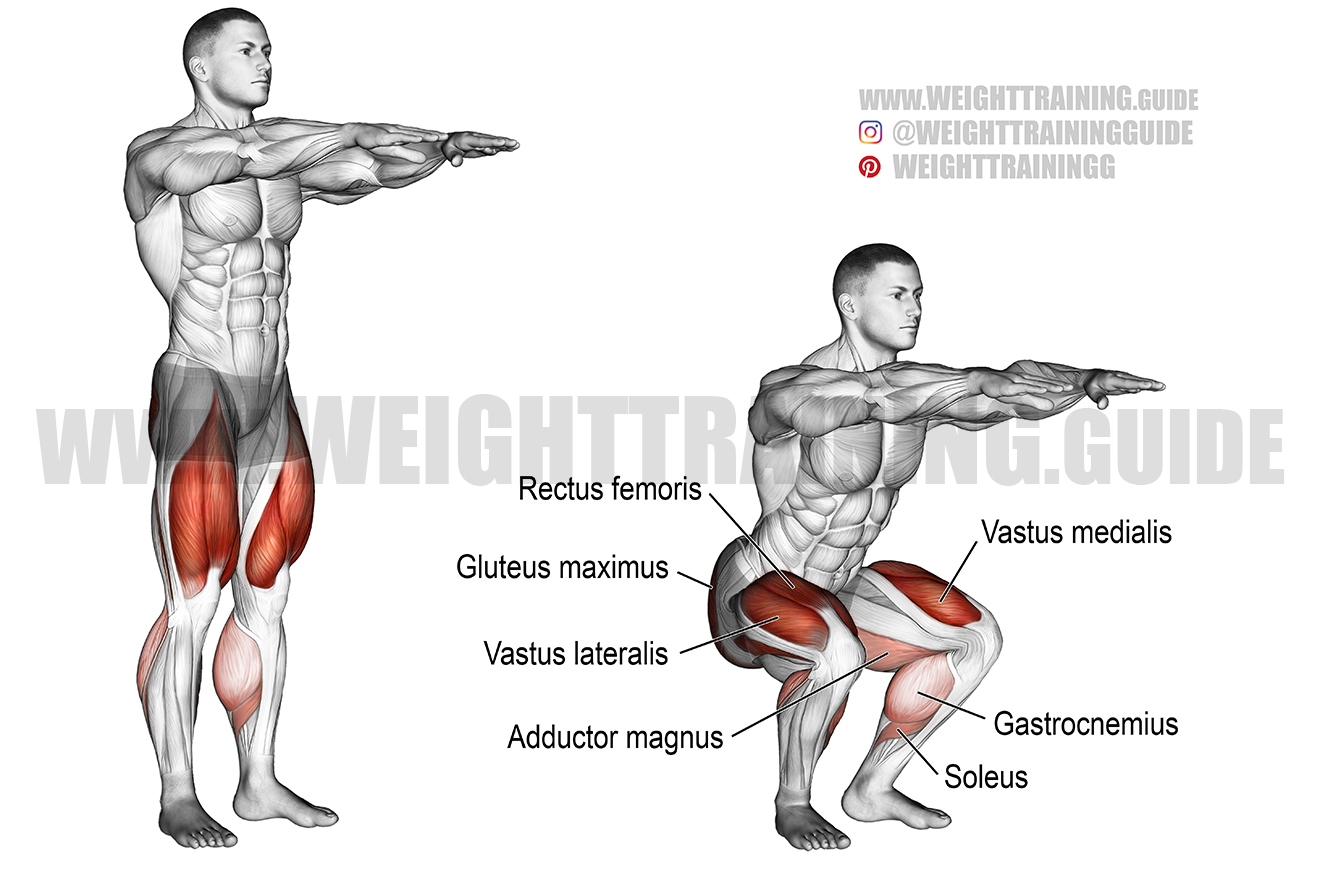 Bodyweight Squat Exercise Instructions And Video Weight Training Guide 