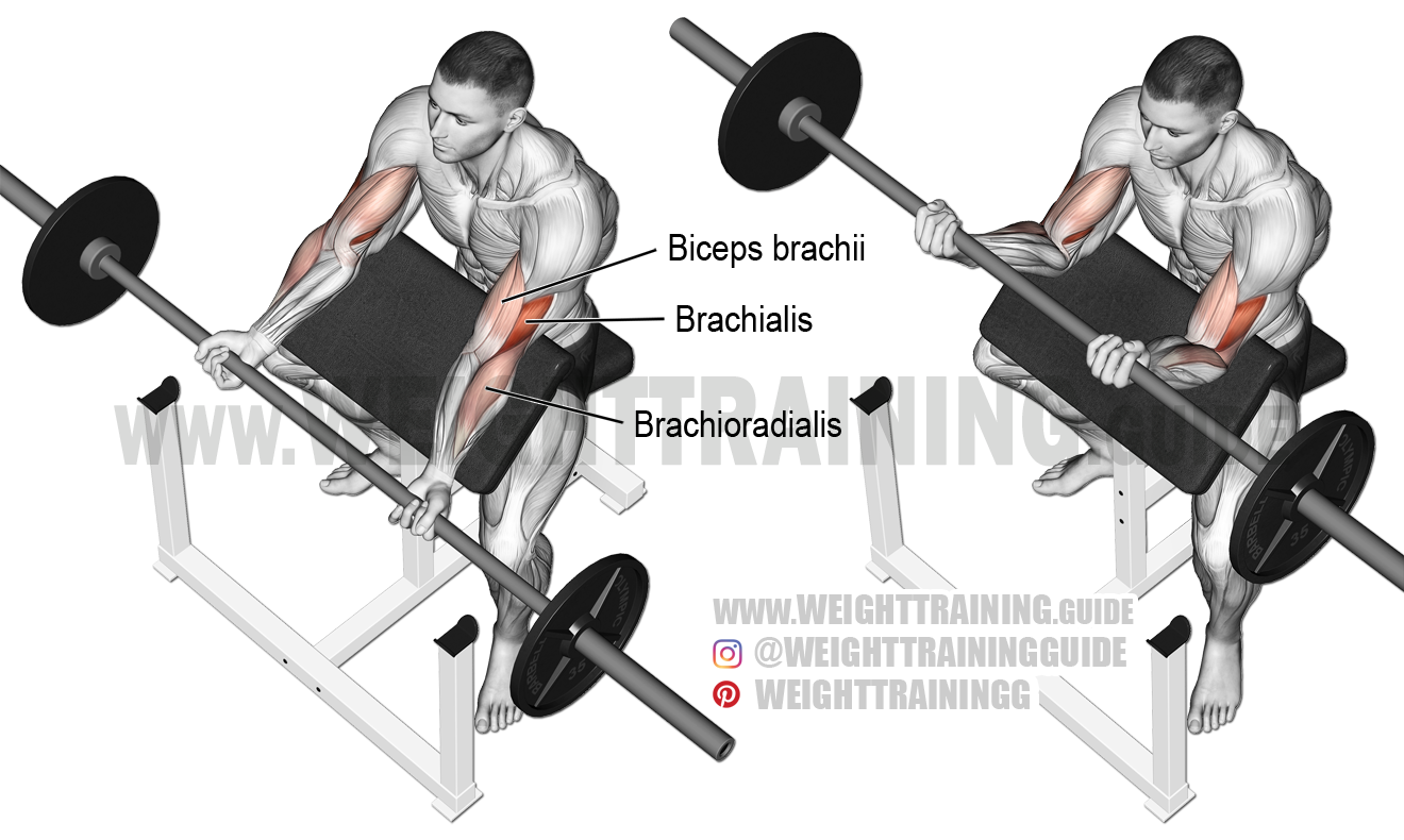 barbell preacher curl