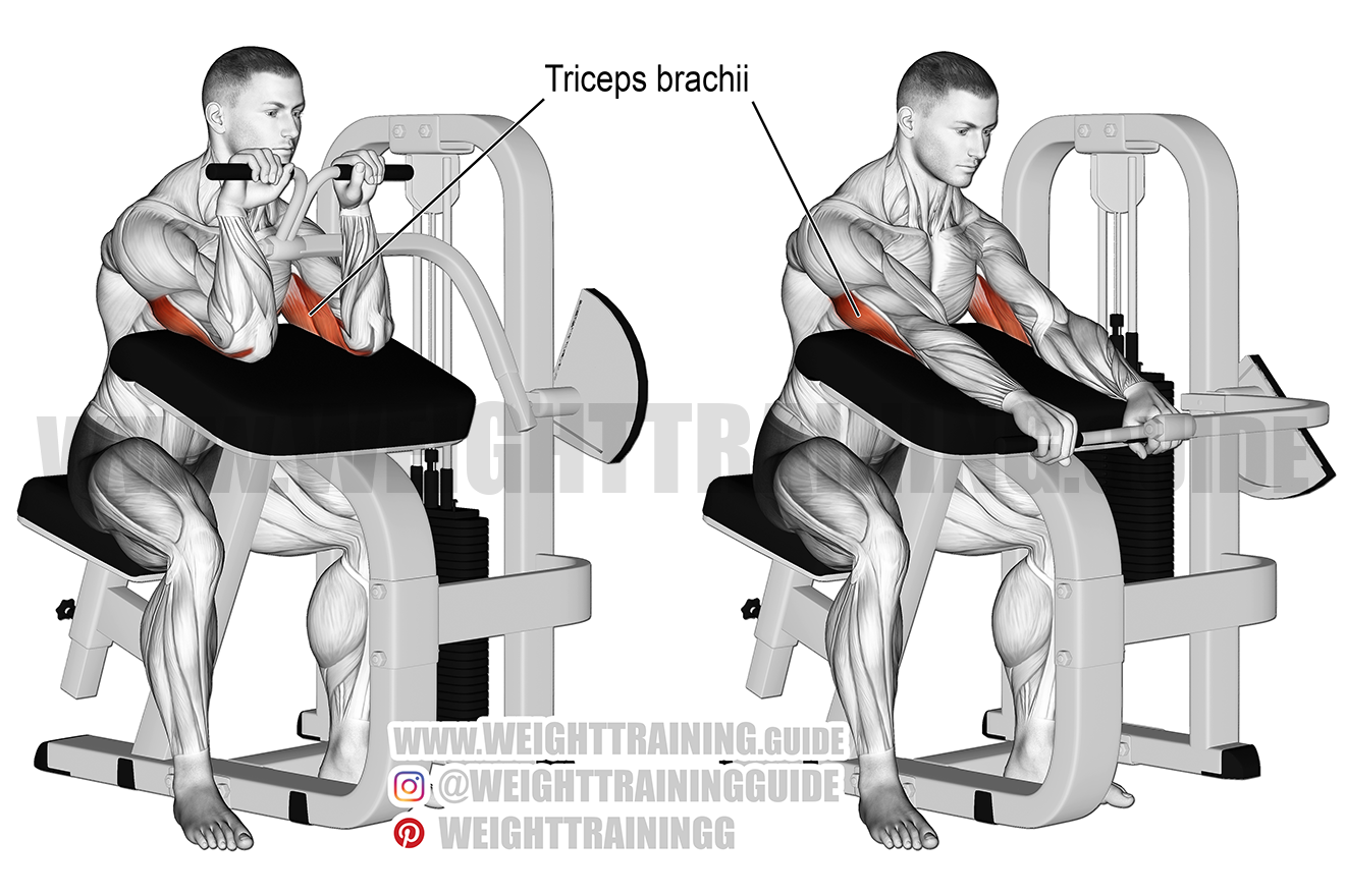 How To Use Tricep Extension Machine At Natasha Moulton Blog How To Use Tricep Extension Machine At Natasha Moulton Blog