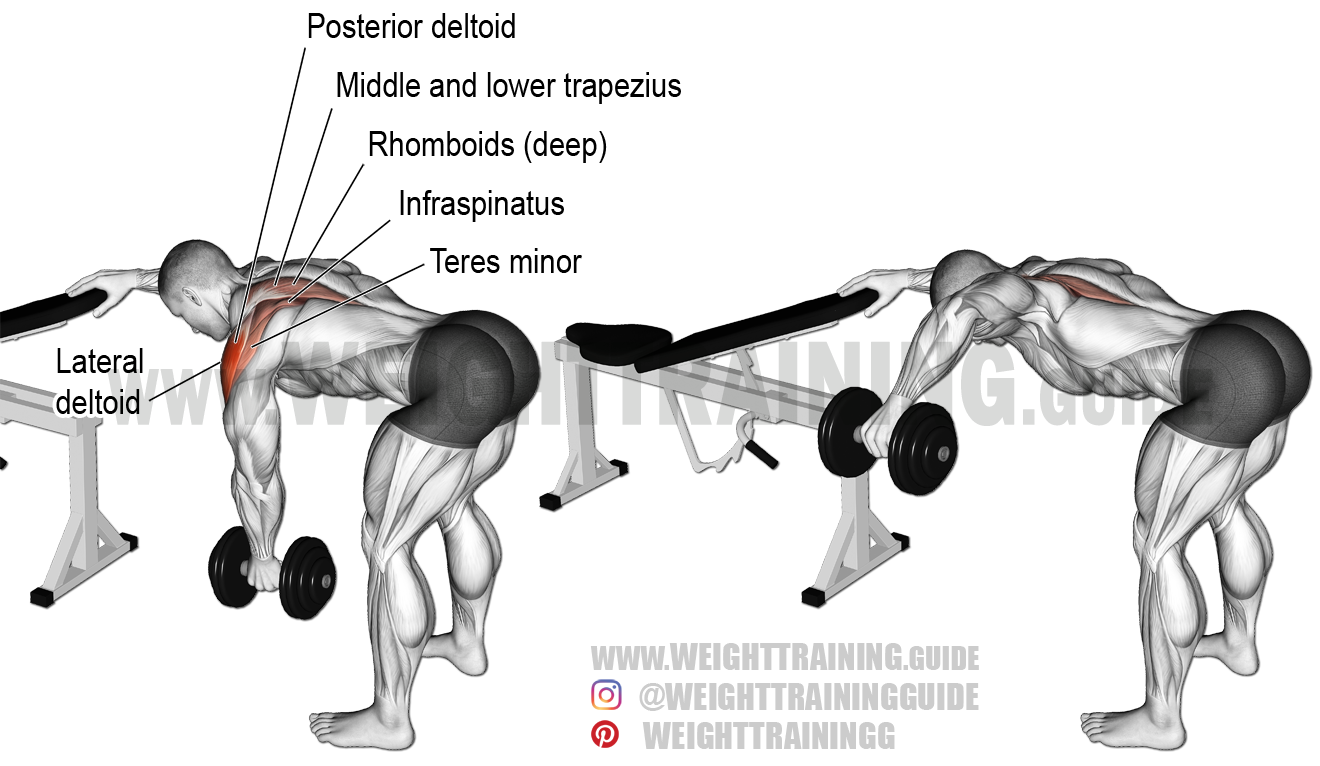 One Arm Dumbbell Bent Over Lateral Raise Exercise Instructions And
