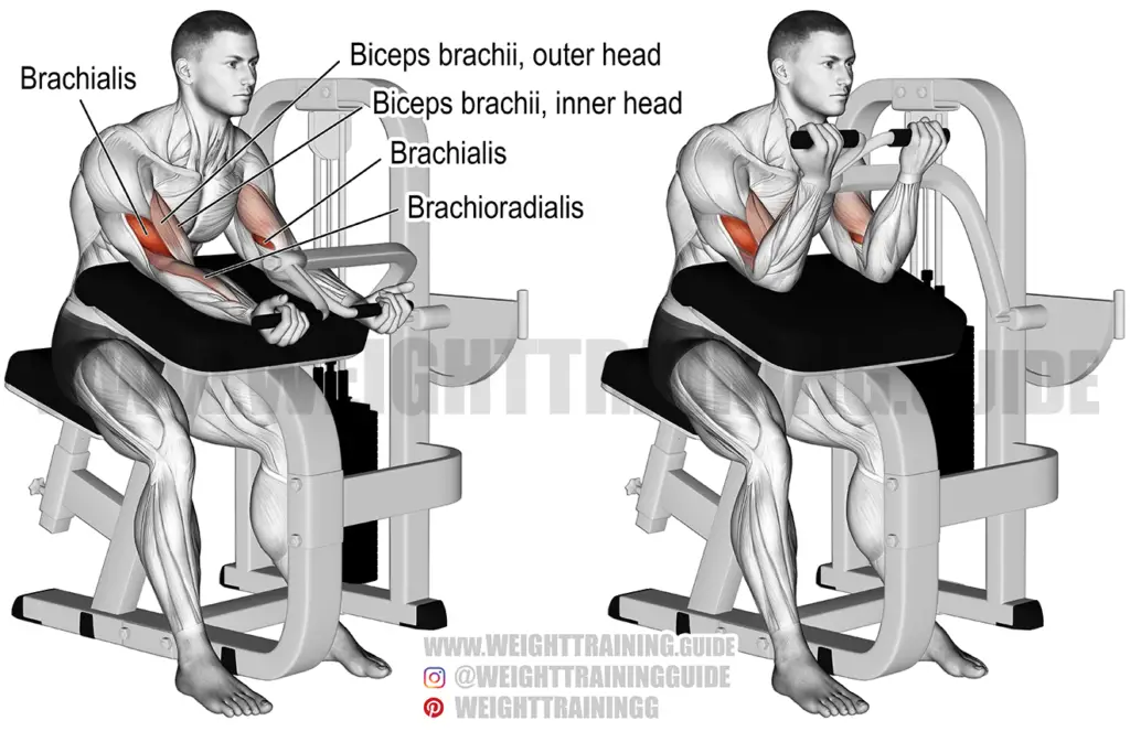 Dumbbell Reverse Preacher Curl Instructions And Video Weight Training