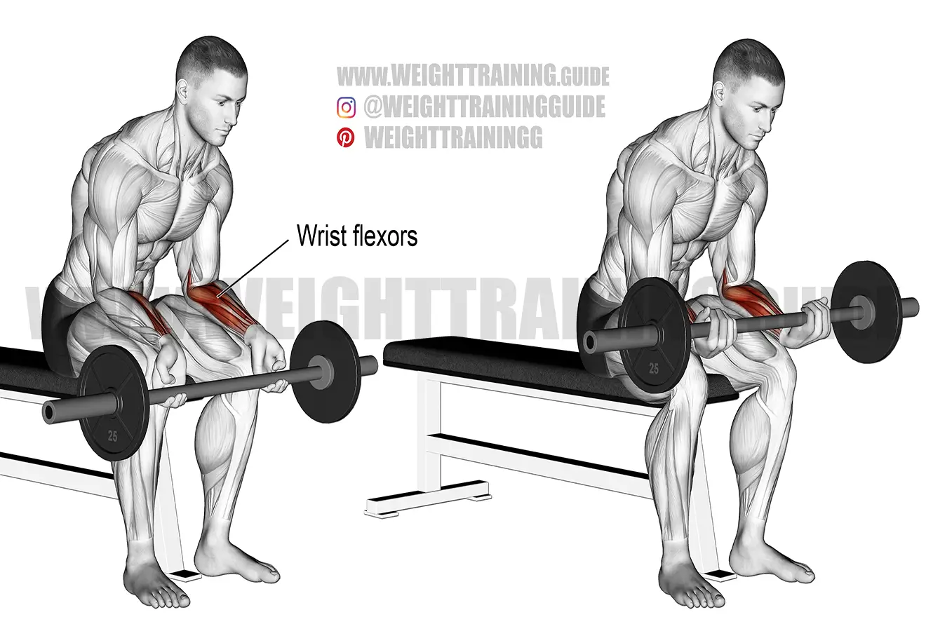 Seated barbell wrist curl exercise