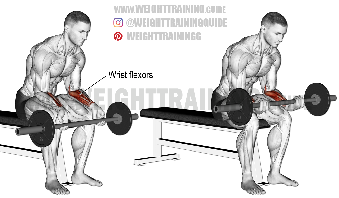 Seated barbell wrist curl instructions and video | Weight Training Guide