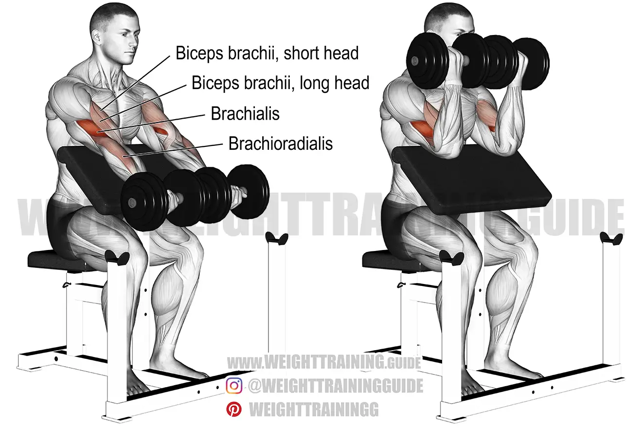 Dumbbell preacher curl (two arms) exercise