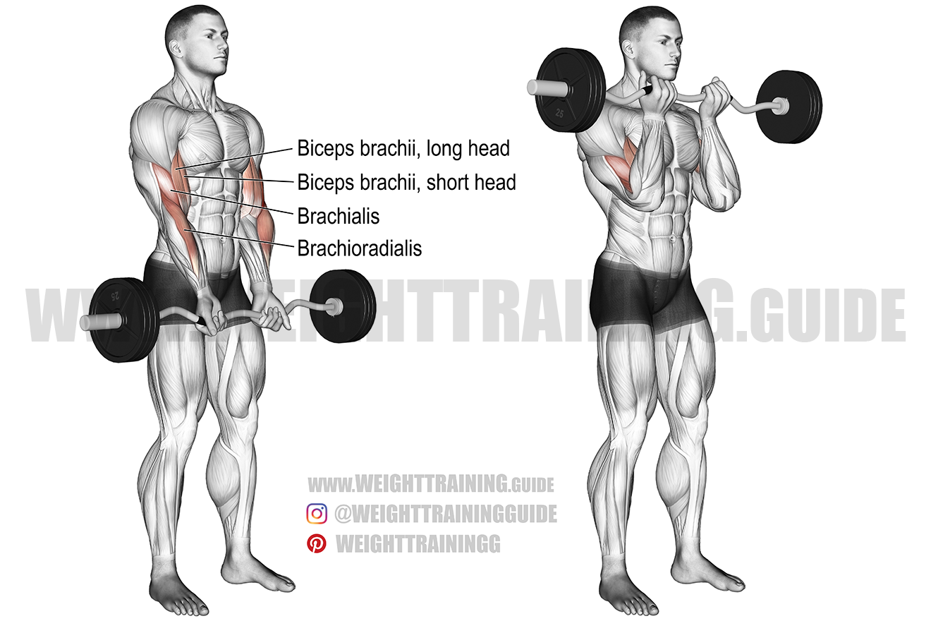 Close-grip EZ bar curl instructions and video