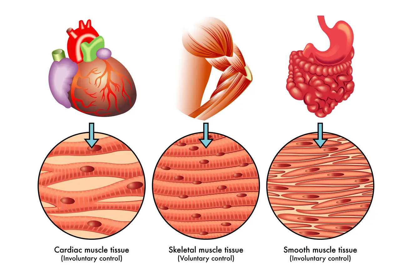 Cardiac, smooth and skeletal muscle structure