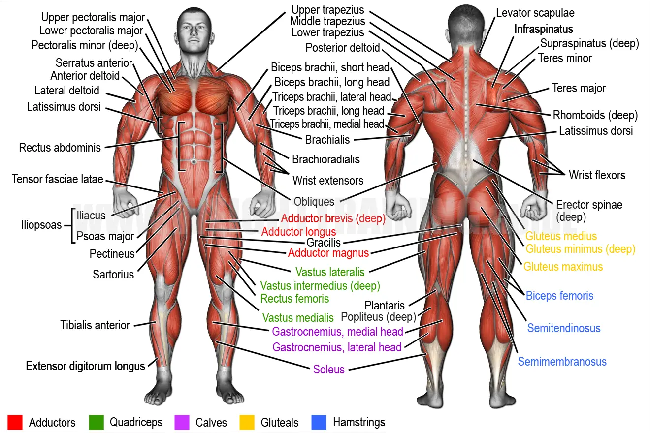 Superficial muscles of the human body