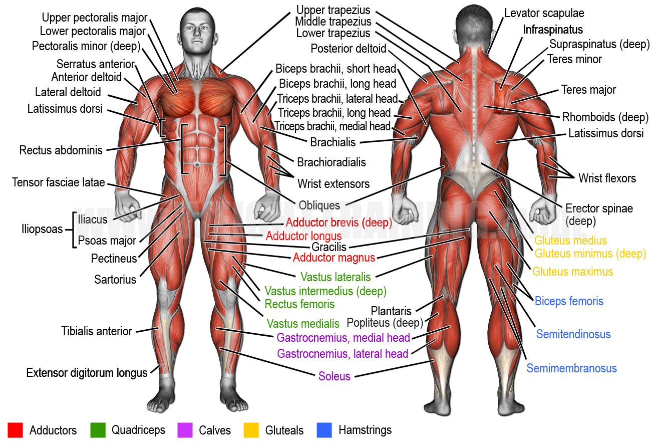 Learn Muscle Names Weight Training Guide