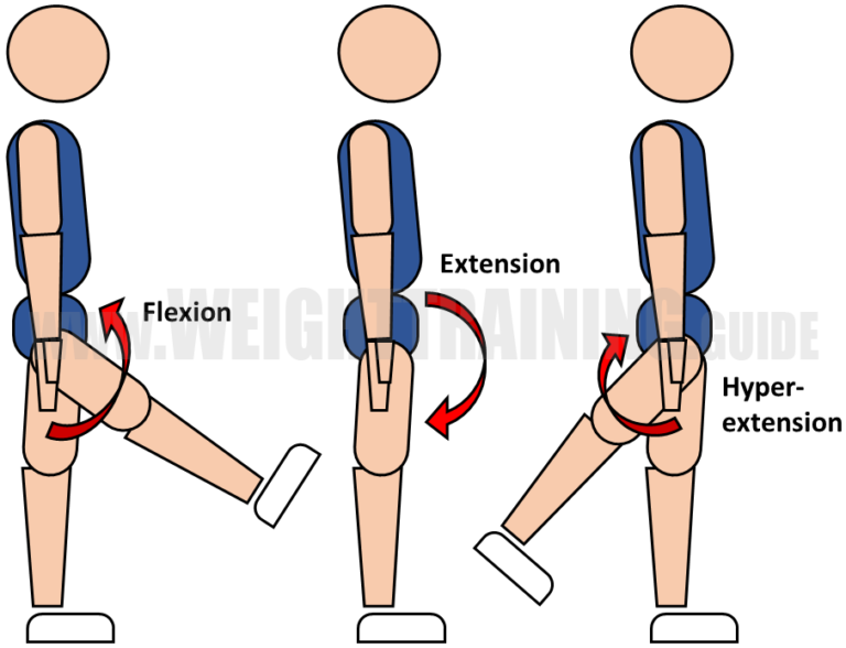 Joint articulations and the three planes of motion - Muscle Activation