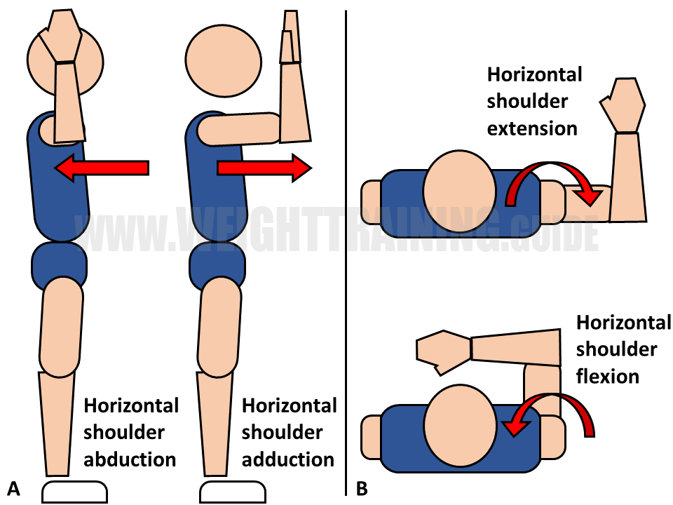 Horizontal Adduction Muscles Adduction Anatomie Humaine DTWNIR