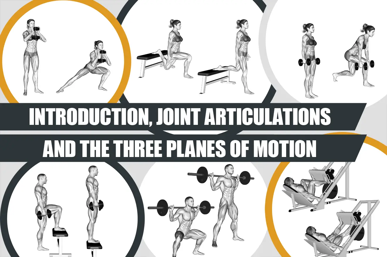Introduction, joint articulations and the three planes of motion