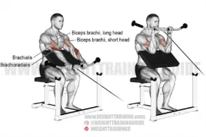 Cable reverse preacher curl instructions and video | Weight Training Guide