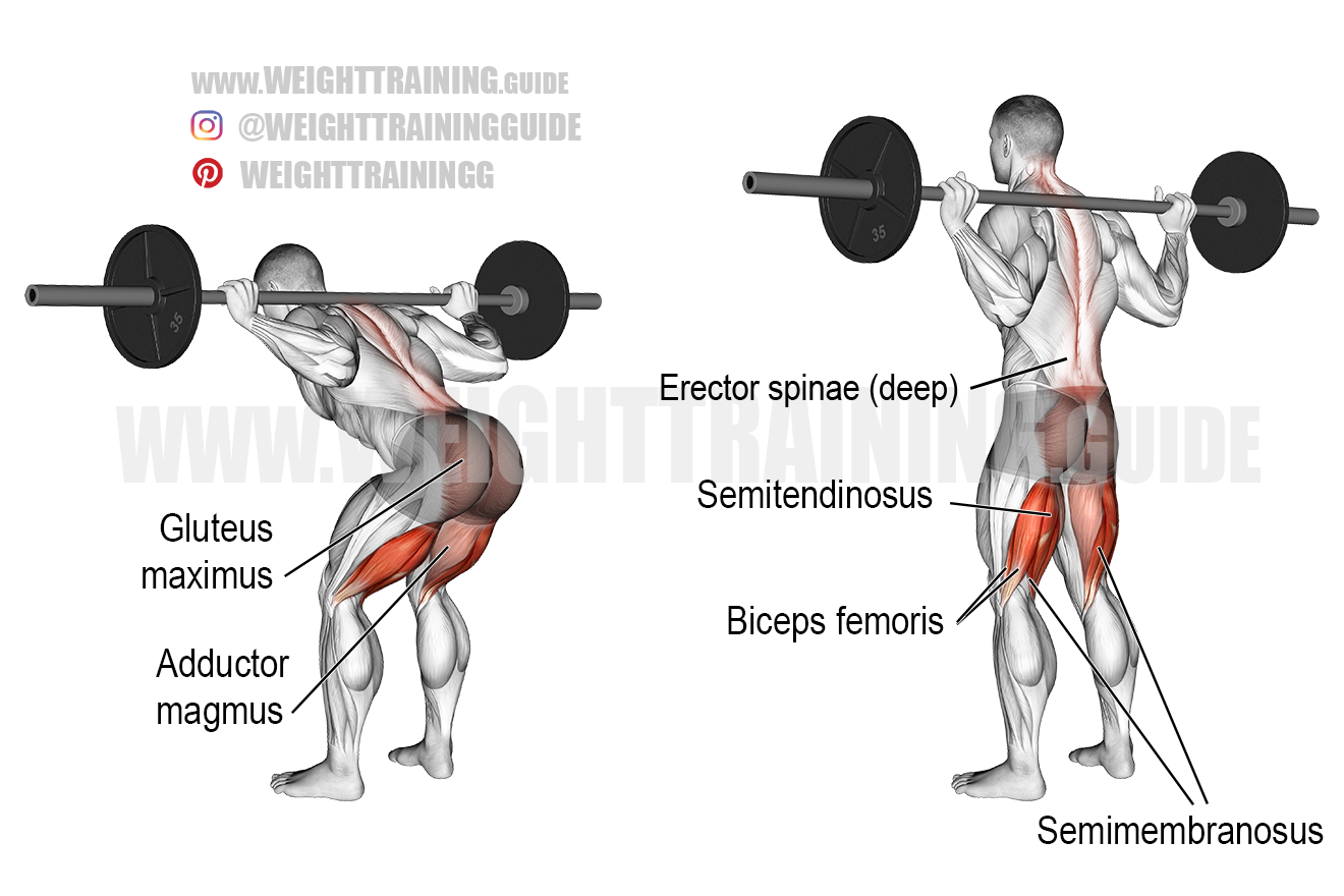 Good Mornings Exercise Muscles Worked Good Mornings Exercise Muscles Worked
