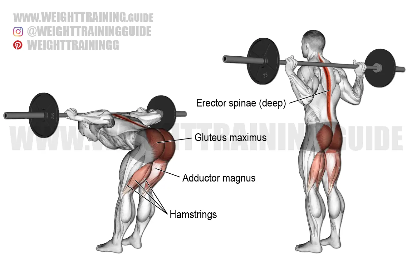 Barbell good morning exercise