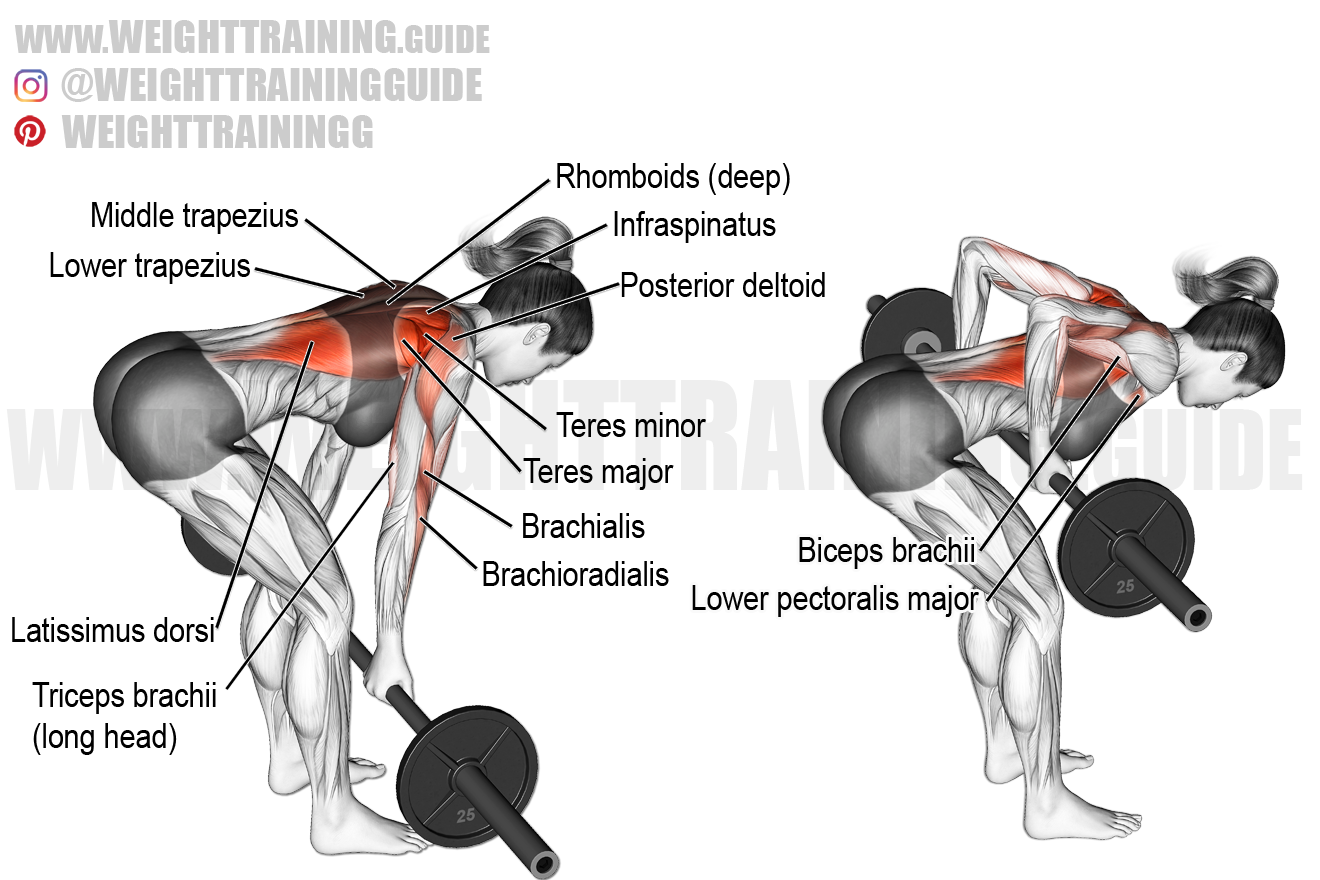 Bent Over Row Muscles Worked