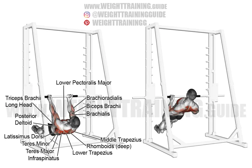 T Bar Row Exercise Instructions And Video Weight Training Guide 