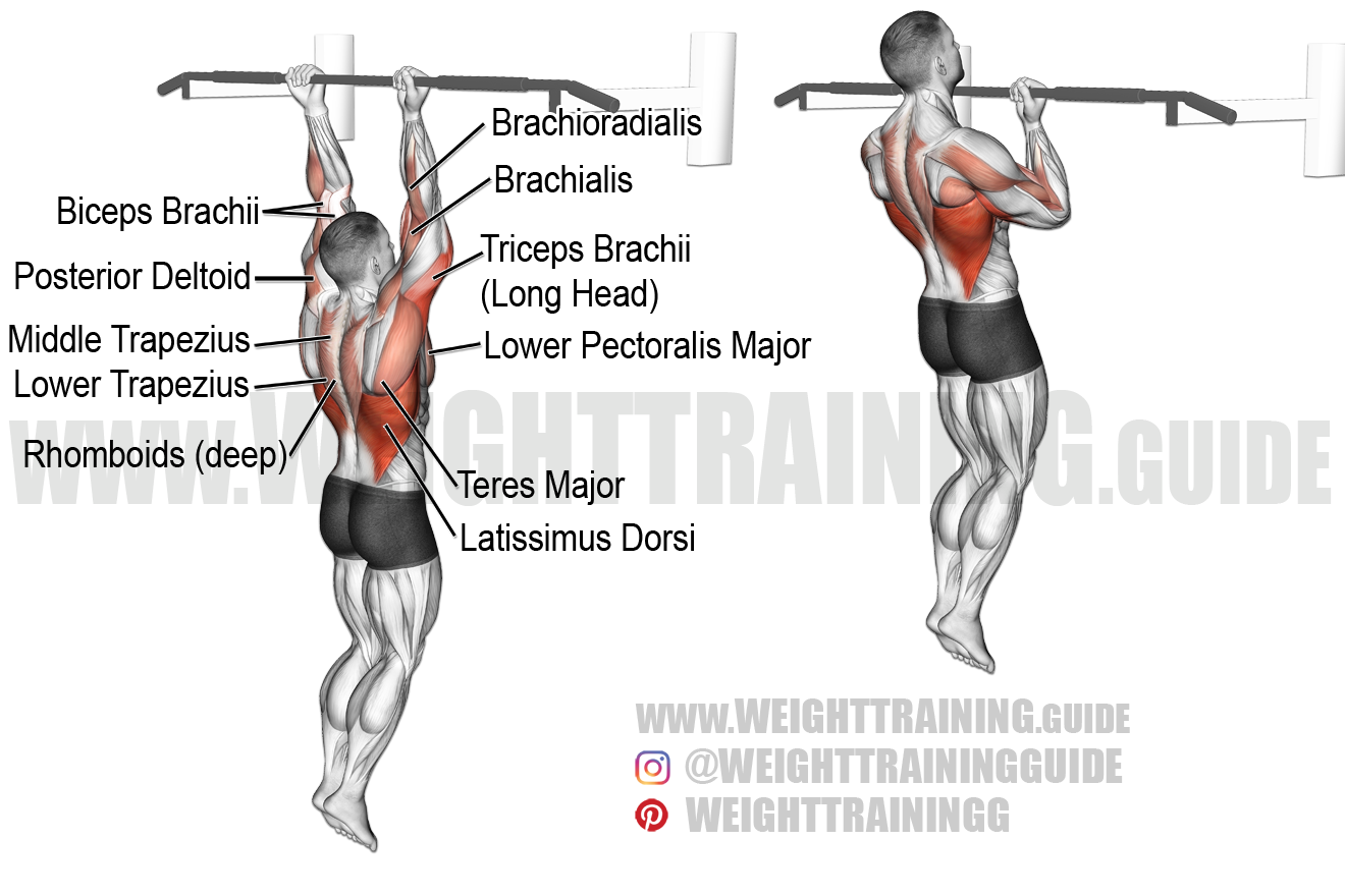 What Muscle Do Chin-Ups Work? Broken Down By Variation – Fitbod