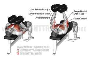 Dumbbell squeeze bench press exercise instructions and video