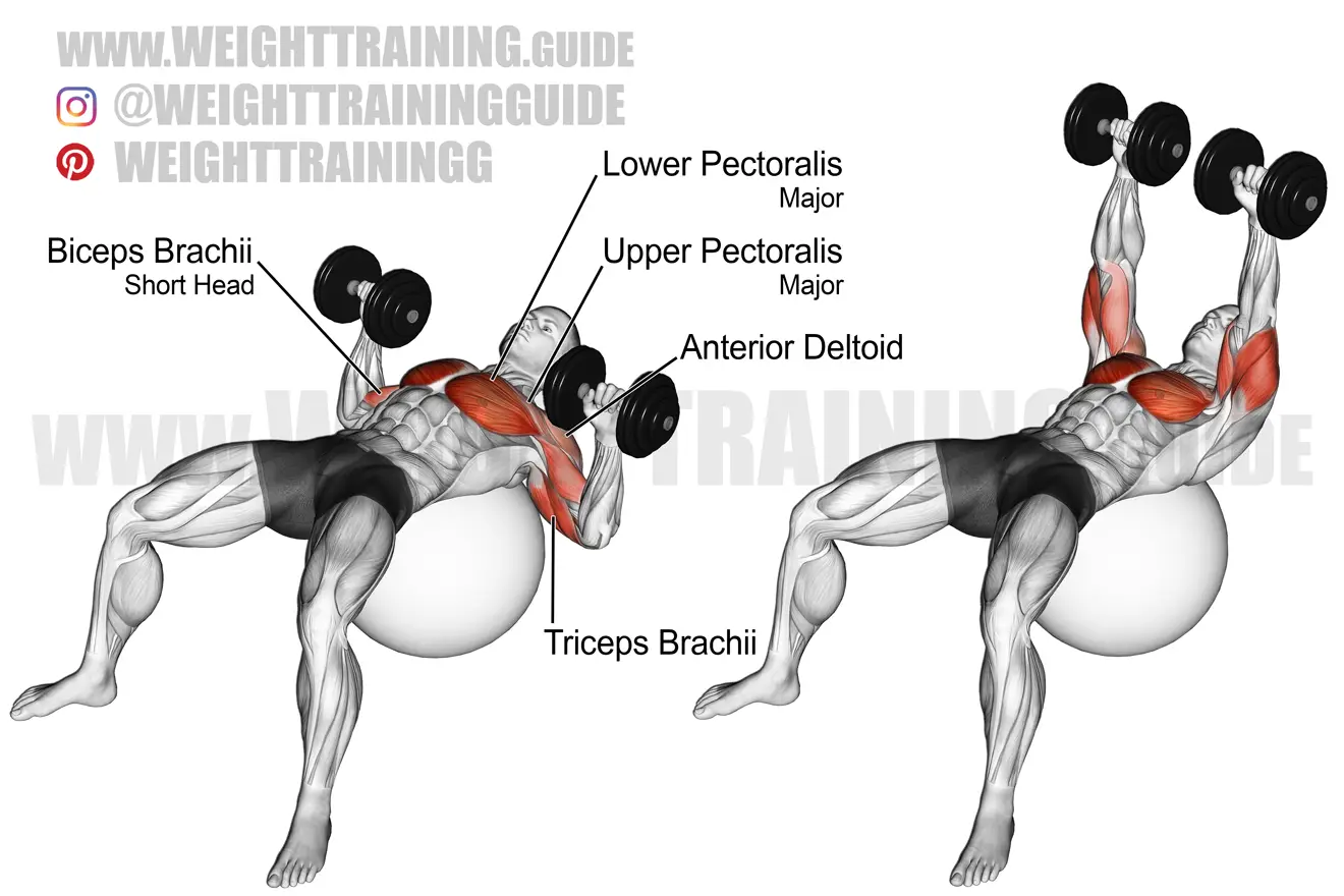 Dumbbell press on a stability ball exercise