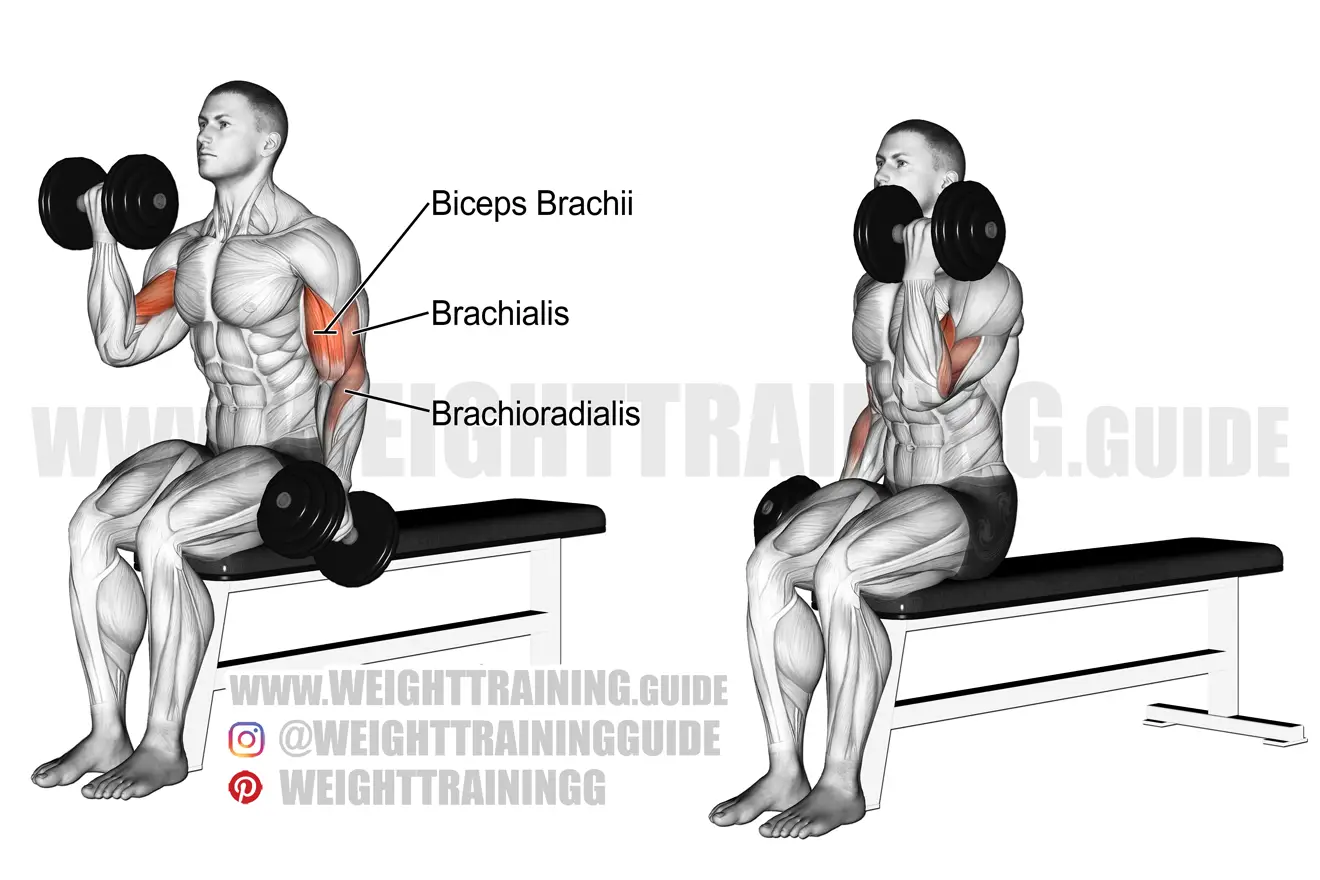 Seated alternating dumbbell curl exercise