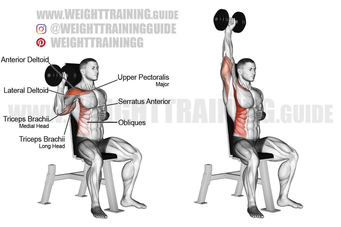 dumbbell overhead press muscles worked