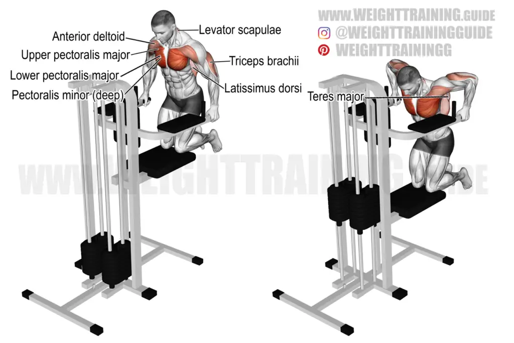 levator scapulae Guides WeightTraining.guide