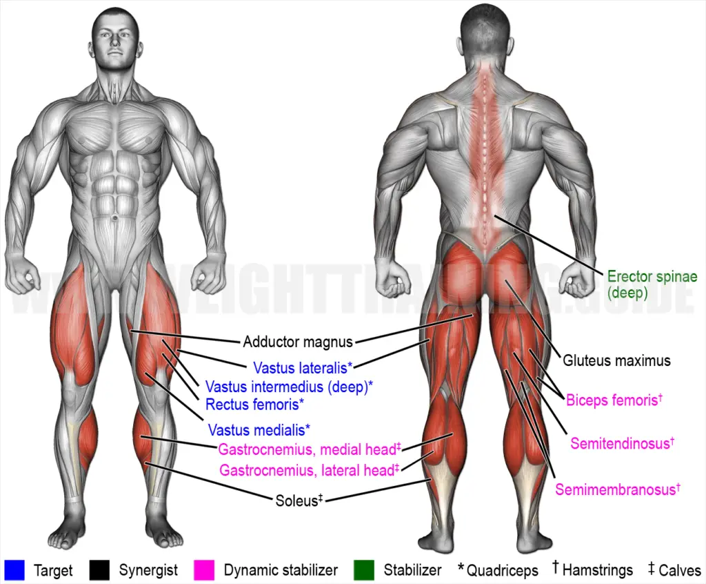 Muscles activated by barbell front box squat exercise
