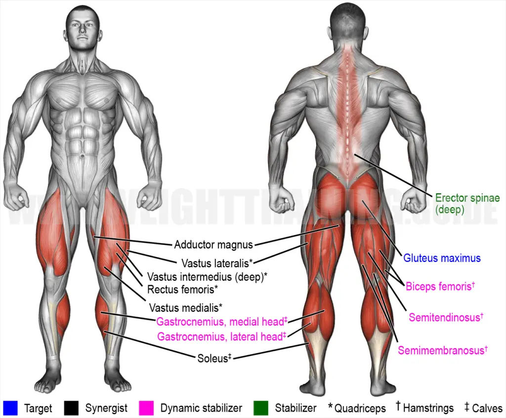 Muscles activated by Smith chair squat exercise