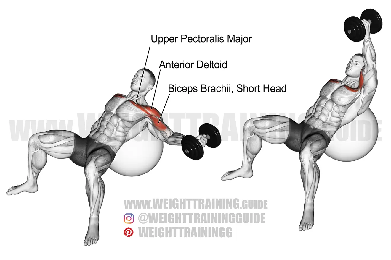 Incline one-arm dumbbell fly on a stability ball exercise