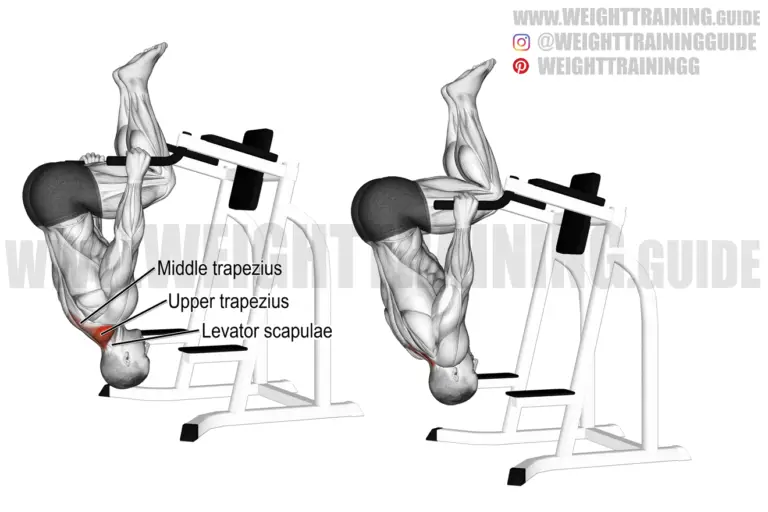 levator scapulae Guides - WeightTraining.guide