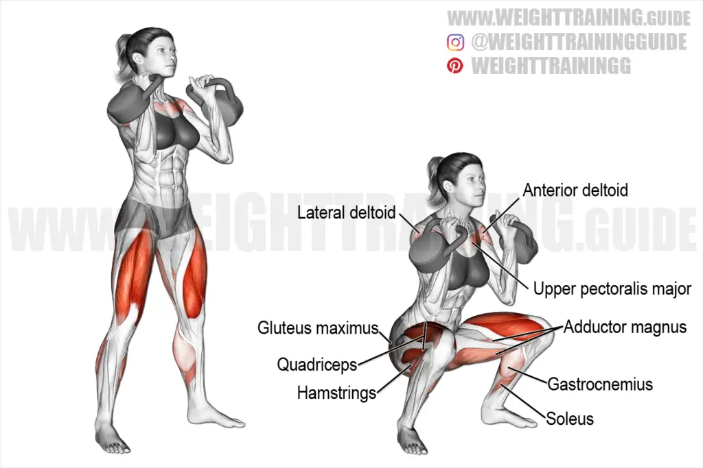 adductor magnus Guides - WeightTraining.guide
