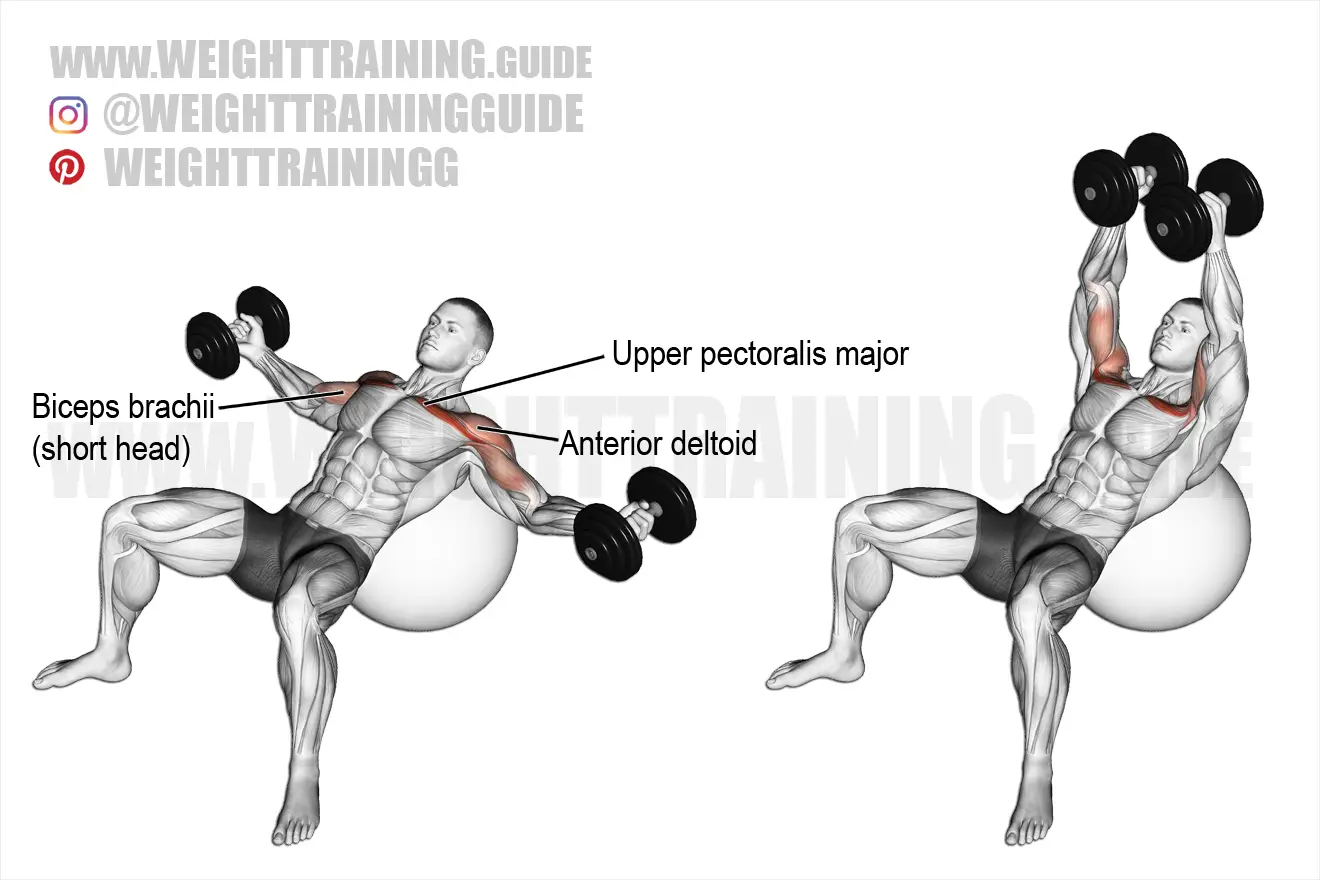 Incline dumbbell fly on a stability ball exercise