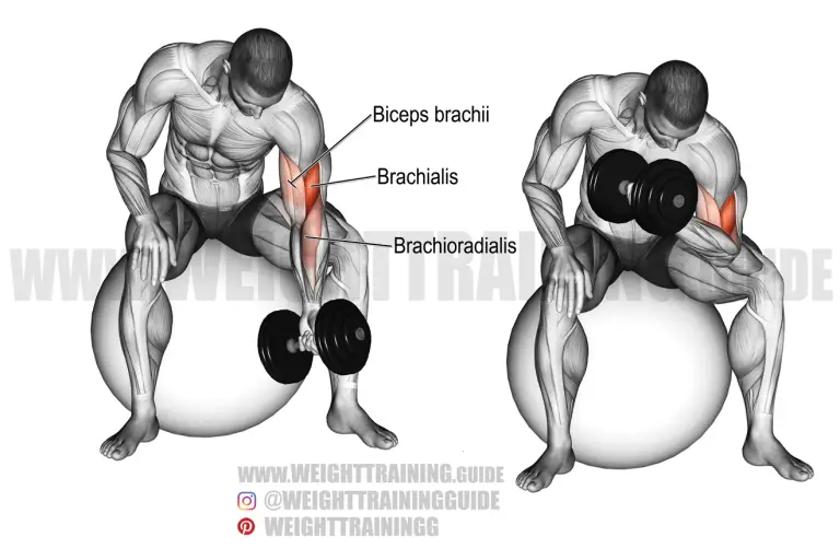 Dumbbell concentration curl on a stability ball