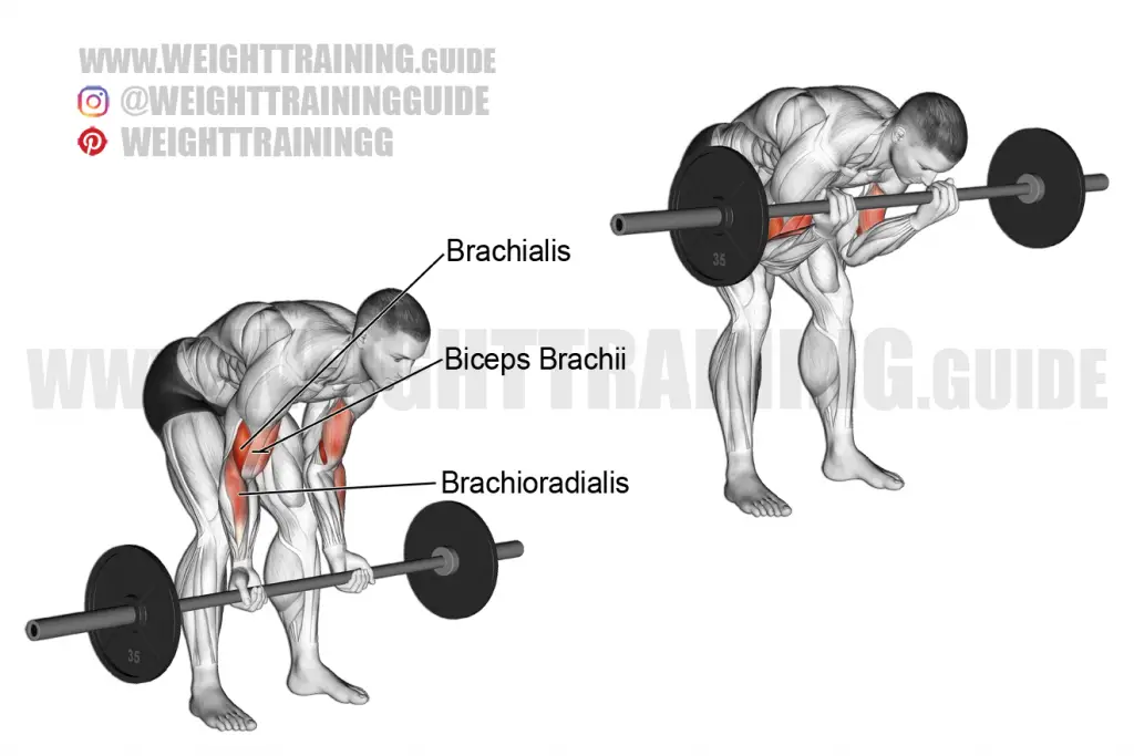 Standing barbell concentration curl exercise instructions and video