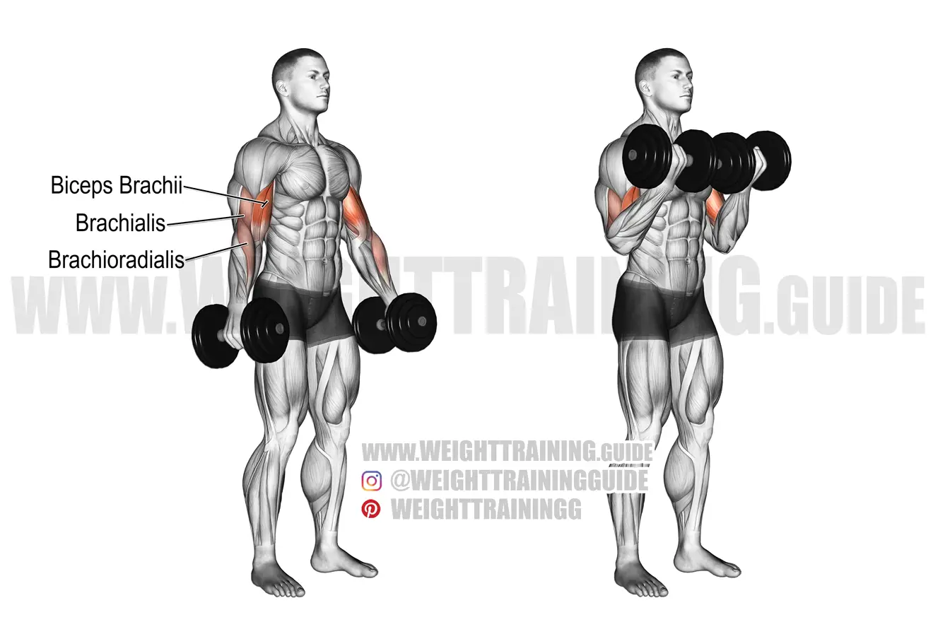 Two-arm dumbbell curl exercise
