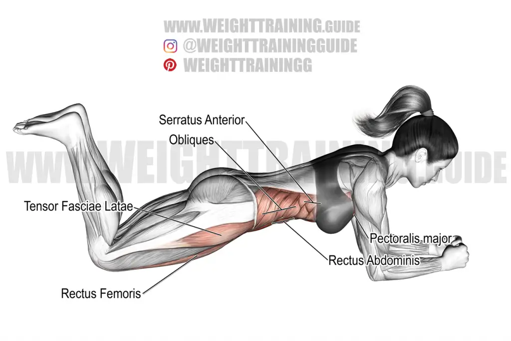 obliques Guides - WeightTraining.guide