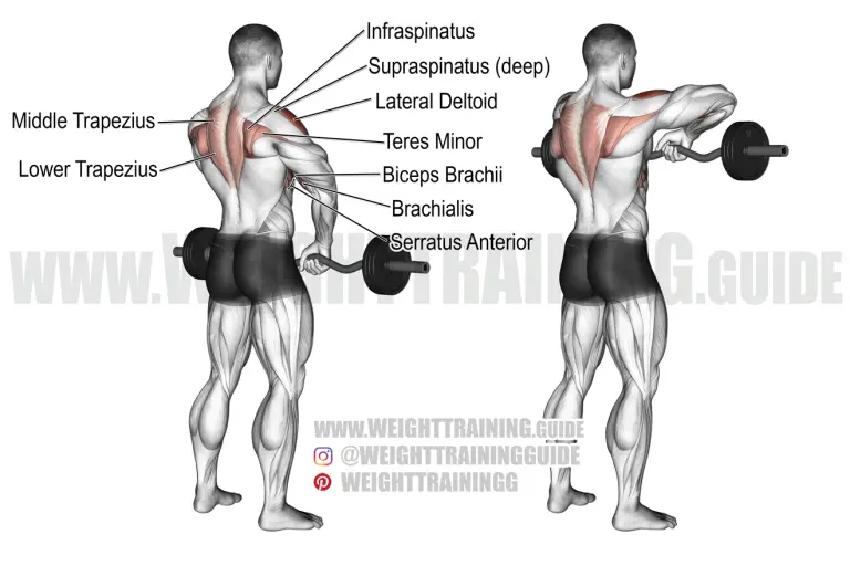 middle and lower trapezius Guides - WeightTraining.guide