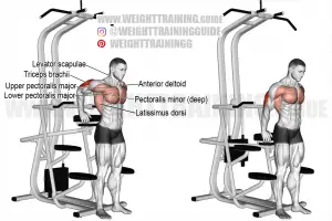 Triceps dip using assisted pull-up machine exercise instructions