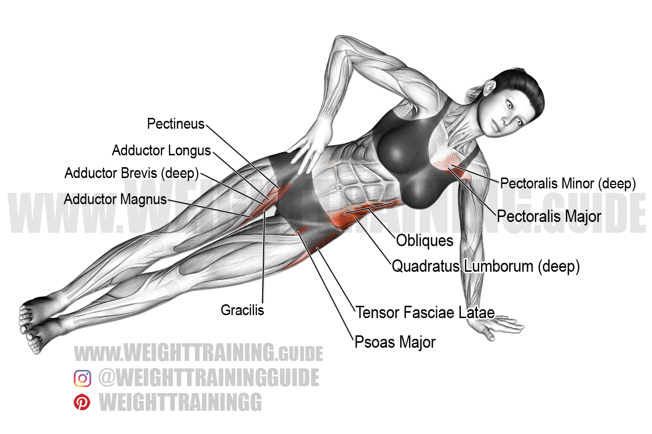 Side Planks Muscles Worked Side Planks Muscles Worked